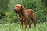 DOGUE DE BORDEAUX 235